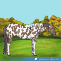 Horse Color:Liver Red Dun Tobiano Appaloosa Rabicano 