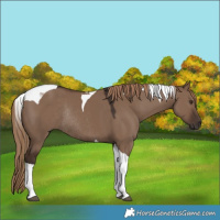 Horse Color:Liver Red Dun Tobiano Rabicano 