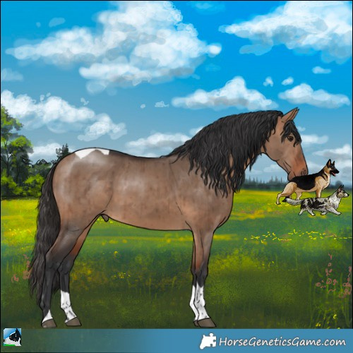 Horse Color:Bay Dun Tobiano Rabicano Brindle 