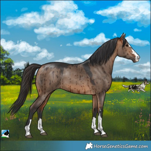 Horse Color:Bay Dun Rabicano Brindle 