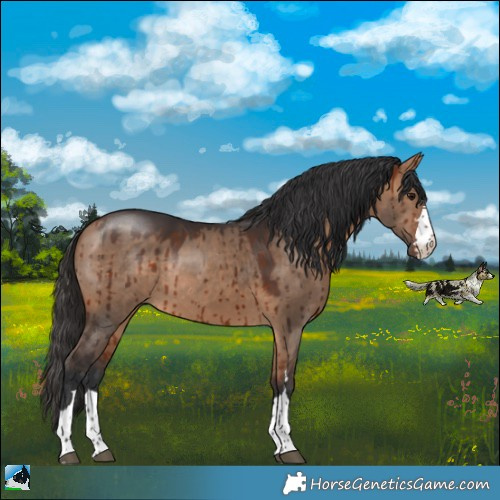 Horse Color:Bay Dun Rabicano Brindle 
