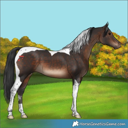 Horse Color:Brown Tobiano 