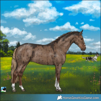 Horse Color:Liver Red Dun Tobiano Rabicano Brindle