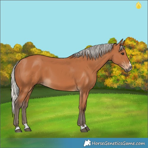 Horse Color:Silver Bay 