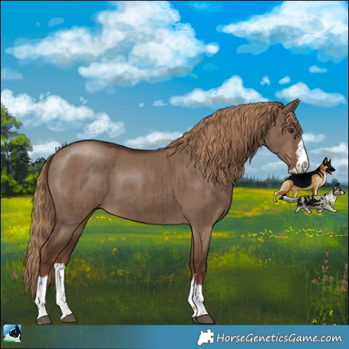 Horse Color:Liver Red Dun Rabicano Brindle 