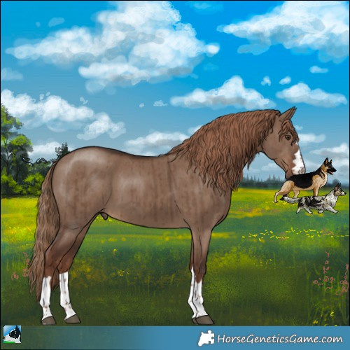 Horse Color:Liver Red Dun Rabicano Brindle 