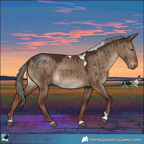 Horse Color:Liver Red Dun Tobiano Rabicano Brindle 