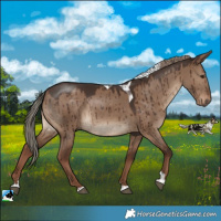 Horse Color:Liver Red Dun Tobiano Rabicano Brindle 