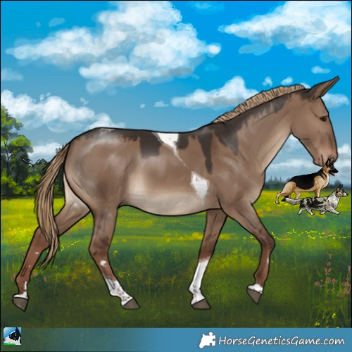 Horse Color:Liver Red Dun Tobiano Rabicano 