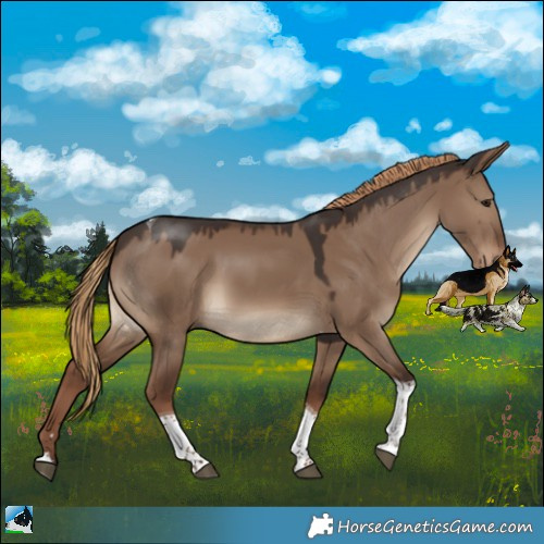 Horse Color:Liver Red Dun Tobiano Rabicano 