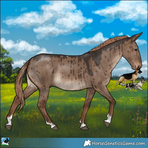 Horse Color:Liver Red Dun Tobiano Rabicano Brindle 