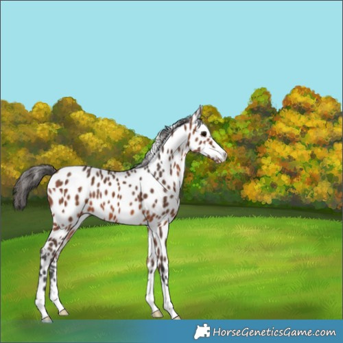 Horse Color:Bay Appaloosa 