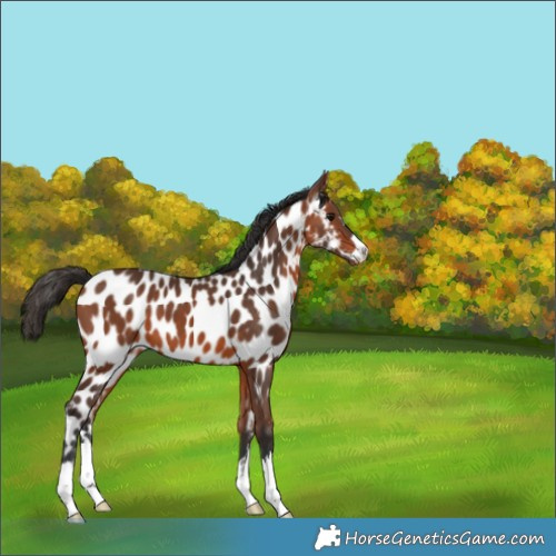 Horse Color:Bay Appaloosa 