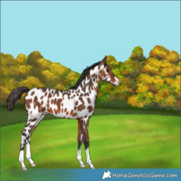 Horse Color:Bay Near Leopard