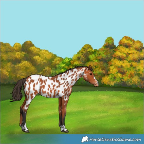 Horse Color:Bay Appaloosa 