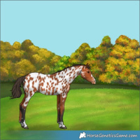 Horse Color:Bay Appaloosa