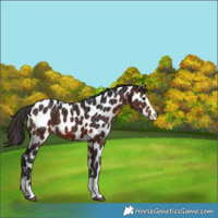 Horse Color:Brown Appaloosa 