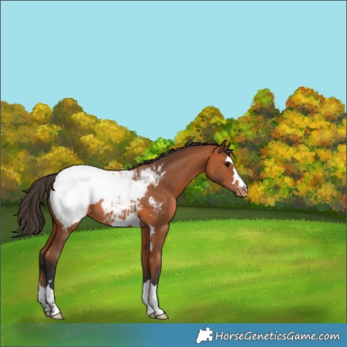 Horse Color:Bay Appaloosa