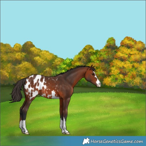 Horse Color:Bay Appaloosa 