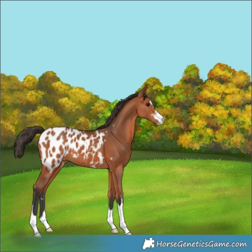 Horse Color:Bay Appaloosa 