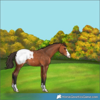 Horse Color:Bay Appaloosa