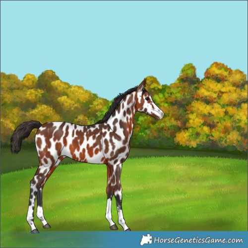 Horse Color:Bay Appaloosa 