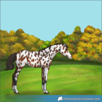 Horse Color:Bay Appaloosa 