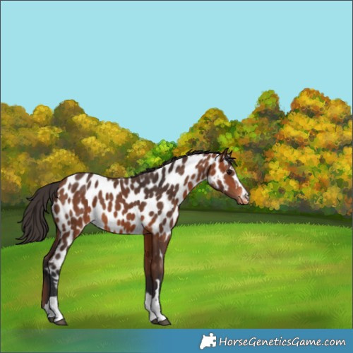 Horse Color:Bay Appaloosa
