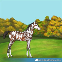 Horse Color:Bay Appaloosa 