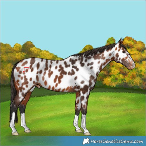 Horse Color:Bay Appaloosa