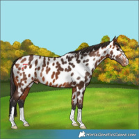 Horse Color:Bay Appaloosa 