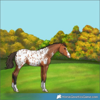 Horse Color:Bay Appaloosa 