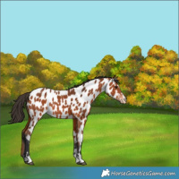Horse Color:Bay Appaloosa