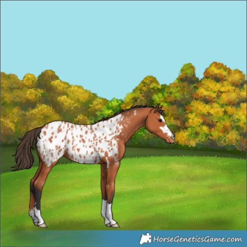 Horse Color:Bay Appaloosa