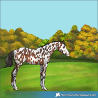 Horse Color:Bay Appaloosa 