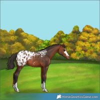 Horse Color:Bay Appaloosa