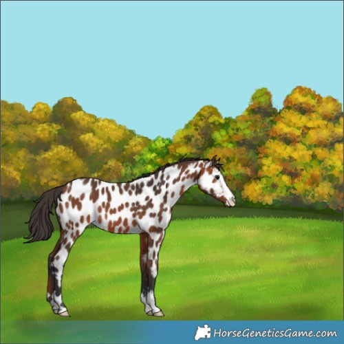 Horse Color:Bay Appaloosa 
