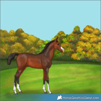 Horse Color:Bay 