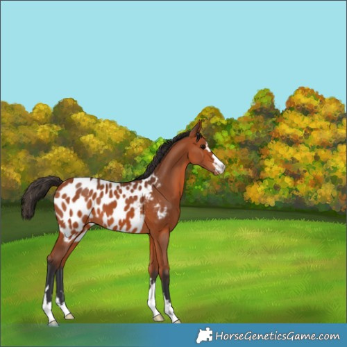Horse Color:Bay Appaloosa 