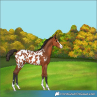 Horse Color:Bay Appaloosa 