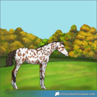 Horse Color:Bay Appaloosa 