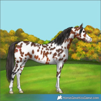 Horse Color:Bay Appaloosa 