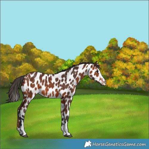 Horse Color:Bay Appaloosa 