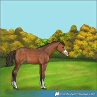 Horse Color:Bay 