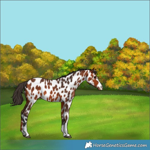 Horse Color:Bay Appaloosa 