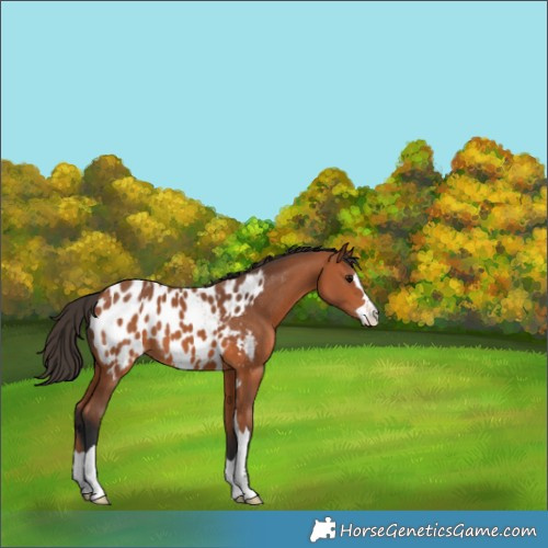 Horse Color:Bay Appaloosa 