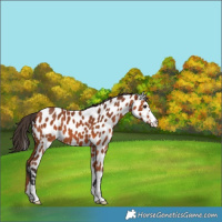 Horse Color:Bay Appaloosa 