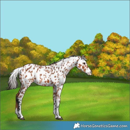 Horse Color:Bay Appaloosa 