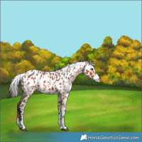 Horse Color:Bay Leopard 