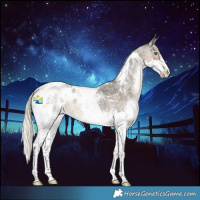 Horse Color:Silver Smoky Blue Roan Splash Tobiano Appaloosa 